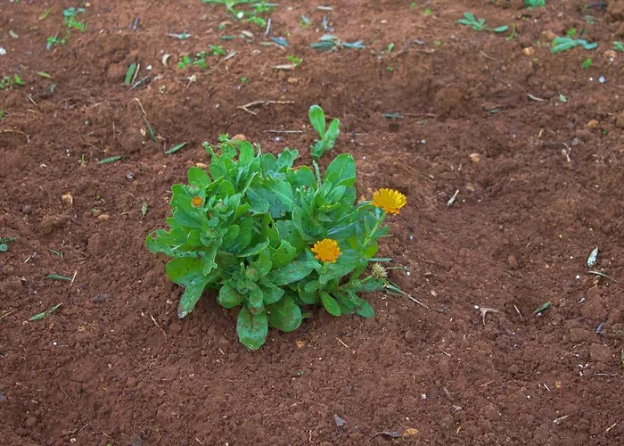 House Silvana Ždrelac